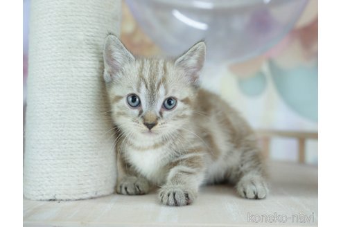 販売中の千葉県のマンチカン-116770の1枚目